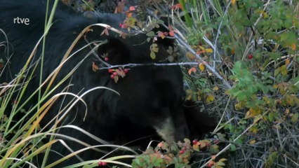 El bosque de los gigantes. Bosques de California