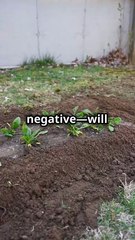 The secret behind positive thinking - The Law of Mental Creation