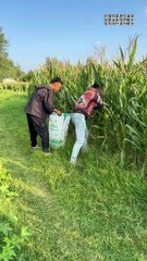 Comedy-lustiges Streichvideo