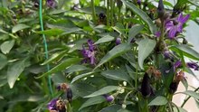 purple ornamental pepper in greenhouse