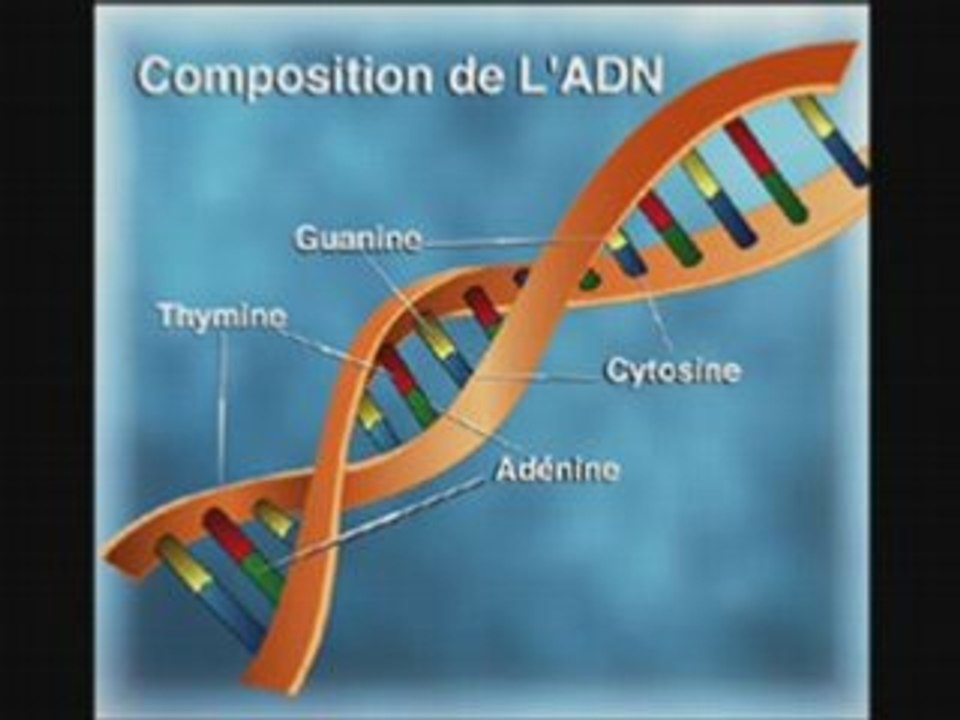 comment voir son adn