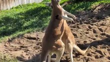 Kangaroos fighting