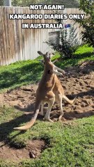 Kangaroos fighting