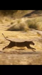 Zebra battles a lion—escapes, but not without a close call! Follow for more wild moments.
