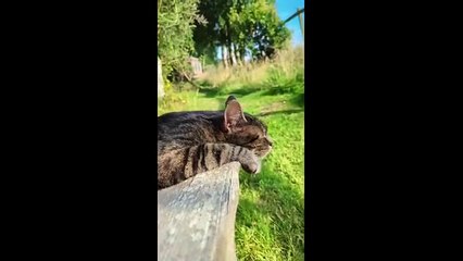 Animal funny video full of epic pet fails funny moments and nonstop laughter for everyone