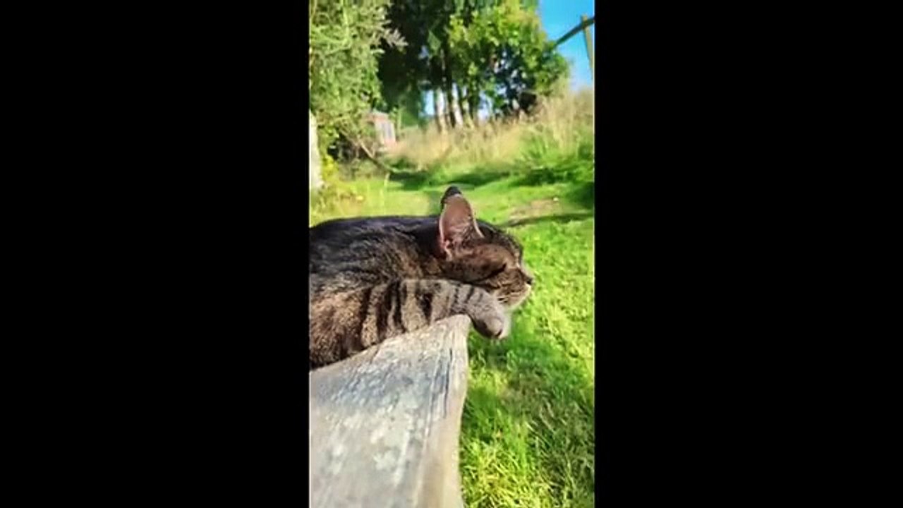 Animal funny video full of epic pet fails funny moments and nonstop laughter for everyone