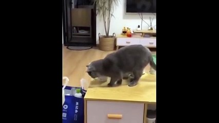 Animal funny video with cute cats dogs and pets doing hilarious tricks and fails that make you laugh