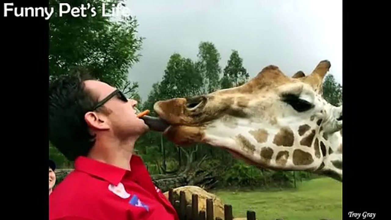 Funny Animals Compilation 2025 Best Cute Pet Videos and Hilarious Animal Fails Try Not to Laugh