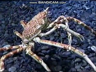 Kids Club Music Video Interstitial: This is My Father's World