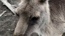 Kangaroo diaries only in Australia