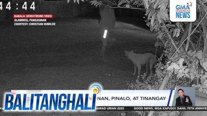 Alagang aso, pinainan, pinalo, at tinangay | Balitanghali