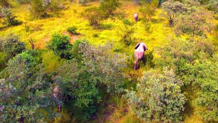 Wonderful 8K Videos - Amazing Wild Animals in Dolby Vision 8K HDR 60fps