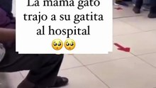 Gatita lleva su cría al hospital 🙂