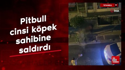 İstanbul'da pitbull cinsi köpek sahibine saldırdı