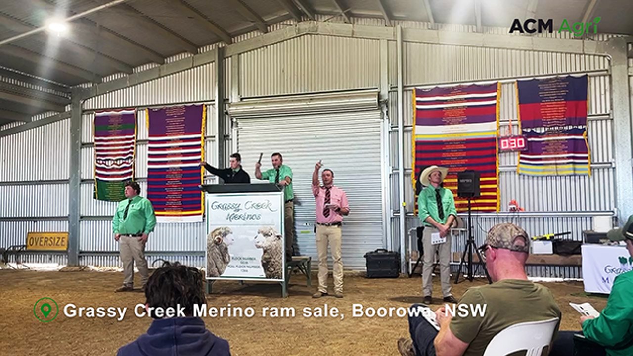 Grassy Creek Merino ram sale, Boorowa