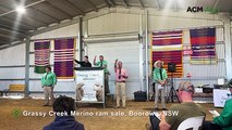 Grassy Creek Merino ram sale, Boorowa