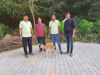 वन विभाग ने निभाई जिम्मेदारी, सांभर के बच्चे को मां से मिलाया