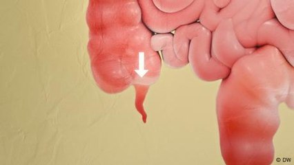 The appendix: Useless organ or gut health hero?