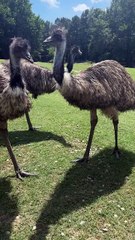 Emu bird