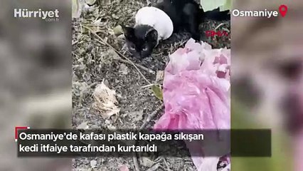 Osmaniye’de kafası plastik kapağa sıkışan kedi itfaiye tarafından kurtarıldı
