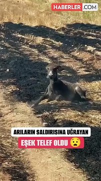“Sosyal medya” manyaklığı bunu da yaptırdı! Çekim yapacağım diye zavallı eşeğin can vermesini böyle izledi