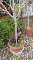 Good Morning! Boss Of The Backyard Starts His Shift! #shorts #garden #cats #ViralCats #FunnyCats #CuteCats #fyp