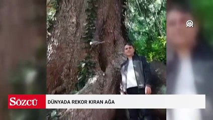 Dünyada rekor kıran ağaç Artvin'de bulundu
