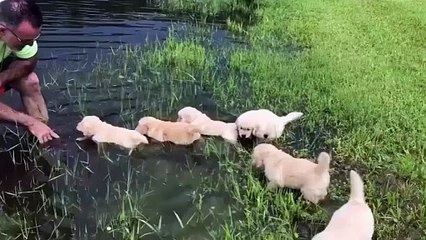 Puppies getting their swimming lesson