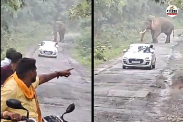 हाथियों का दल