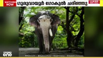 കൊമ്പൻ ഗുരുവായൂർ ഗോകുൽ ചരിഞ്ഞു