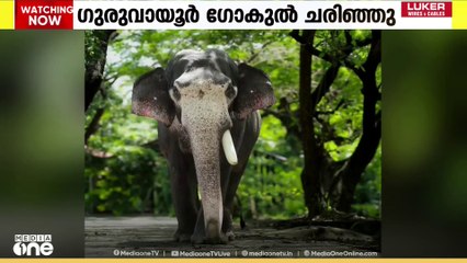 കൊമ്പൻ ഗുരുവായൂർ ഗോകുൽ ചരിഞ്ഞു