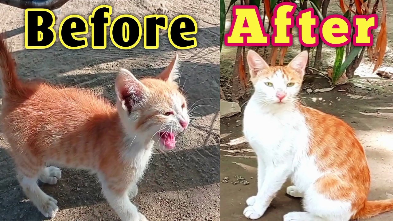 Rescue a Poor Kitten near a Rood Asked me For Help - His Mother her Left Alon