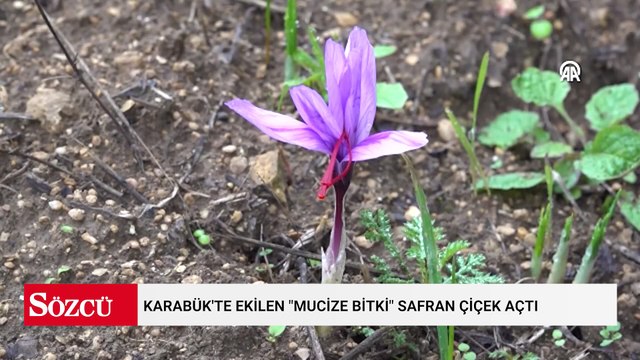 Sadece 14 köyde yetişiyor: Kilosu servet değerinde, gramı altınla yarışıyor!