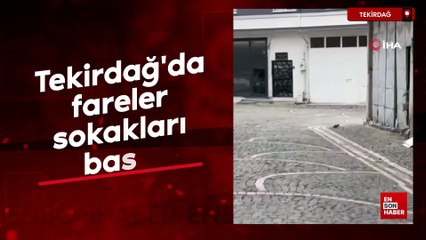 Tekirdağ'da fareler sokakları bastı