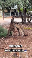Kangaroos fighting