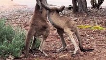 Kangaroos fighting