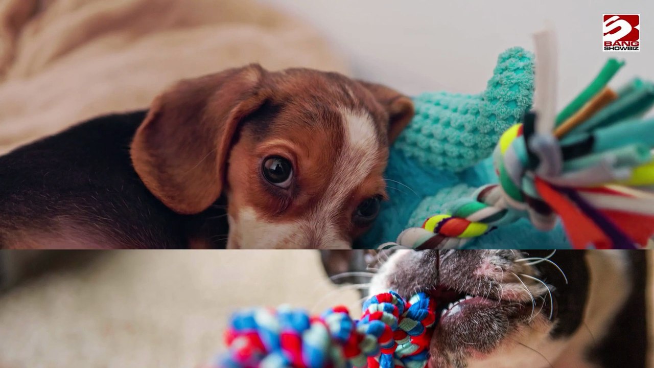 Hunde werden süchtig nach ihren Spielzeugen