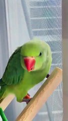 Parrot SounD  - Parrot Ecstasy