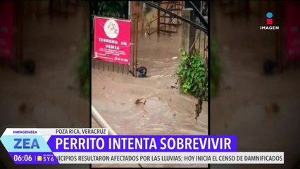Perrito intenta sobrevivir en las inundaciones registradas en Poza Rica, Veracruz