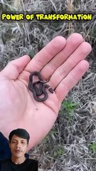 Version Snake big or small