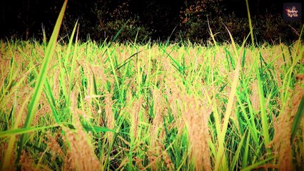 THƯ GỬI MÂY TRỜI – Bolero Ký Ức