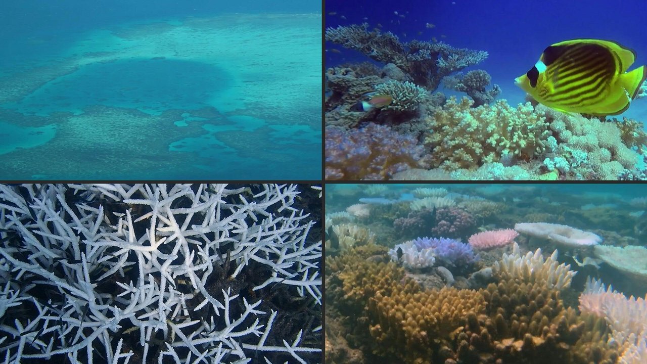 Kipppunkt erreicht: Tropische Korallenriffe wohl nicht mehr zu retten