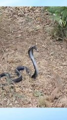 Mongoose vs Cobra: Intense Battle in the Wild, follow for more wildlife moments.