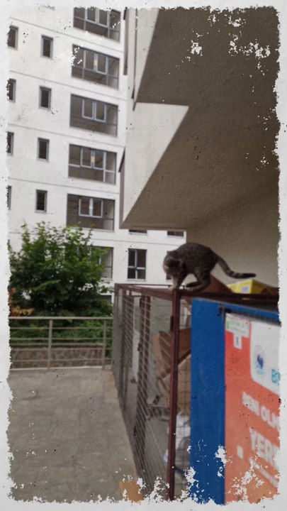 uçan kedi
