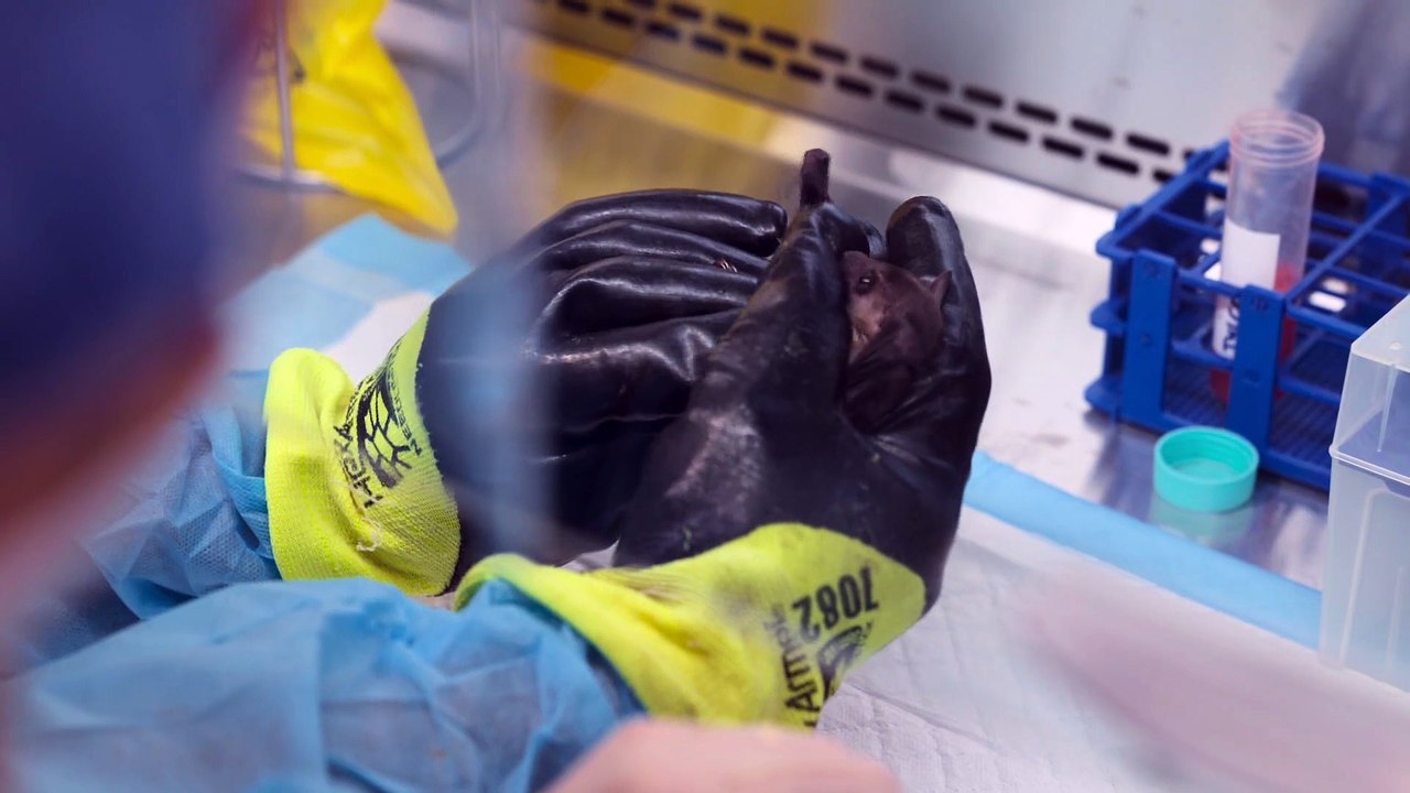 S2025E02-Disease X - Hunting the Next Pandemic