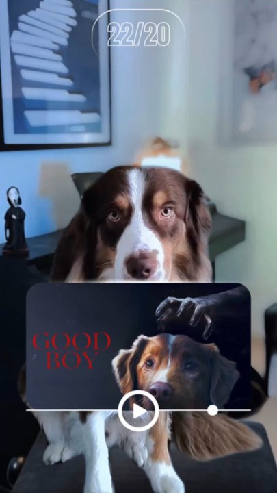 GOOD BOY : MA NOTE /20 avec Loky !