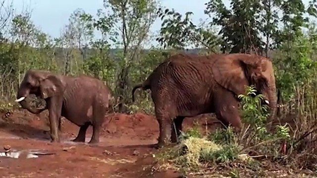 Murió la última elefanta del Ecoparque porteño en el santuario de Brasil | Pupy