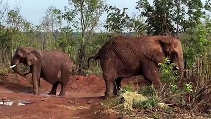 Murió la última elefanta del Ecoparque porteño en el santuario de Brasil | Pupy