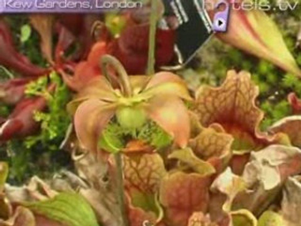 Kew, Royal Botanic Gardens