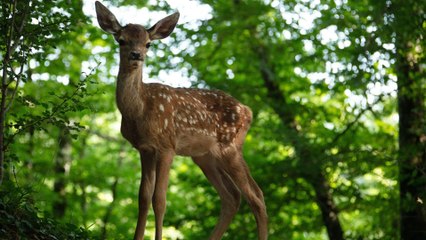 Bambi, l'histoire d'une vie dans les bois